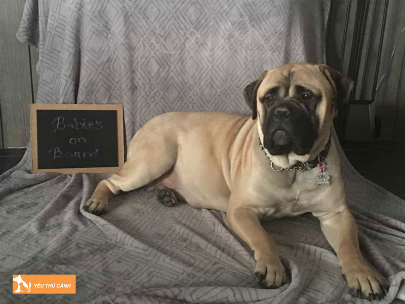 Cach-nuoi-cho-ngao-bo-bullmastiff-1-thucanh