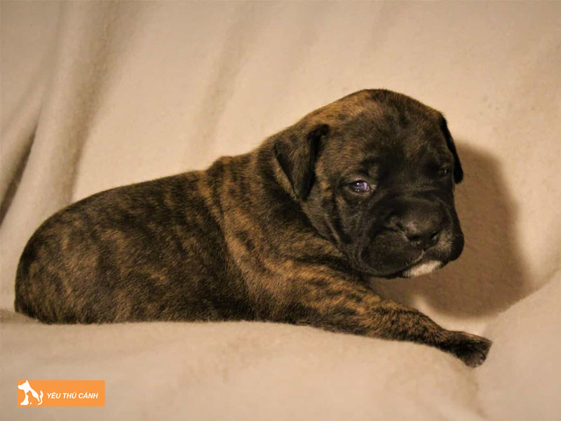 Cach-nuoi-cho-ngao-bo-bullmastiff-thucanh