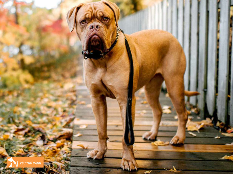 Cach-nuoi-cho-ngao-phap-thucanh