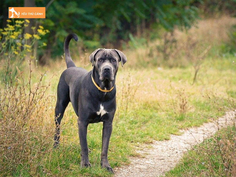 Cach-nuoi-cho-ngao-y-1-thucanh