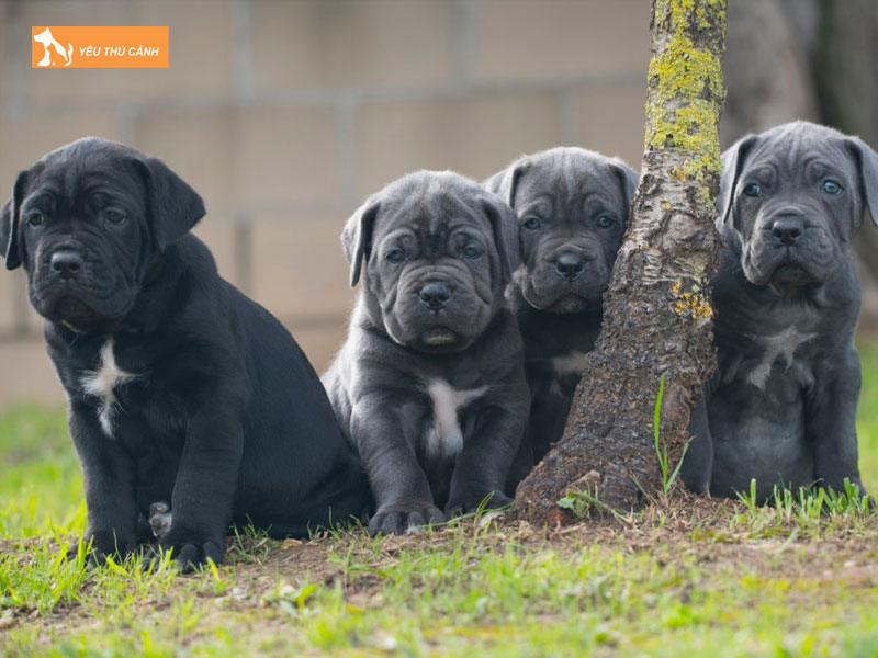 Cach-nuoi-cho-ngao-y-2-thucanh