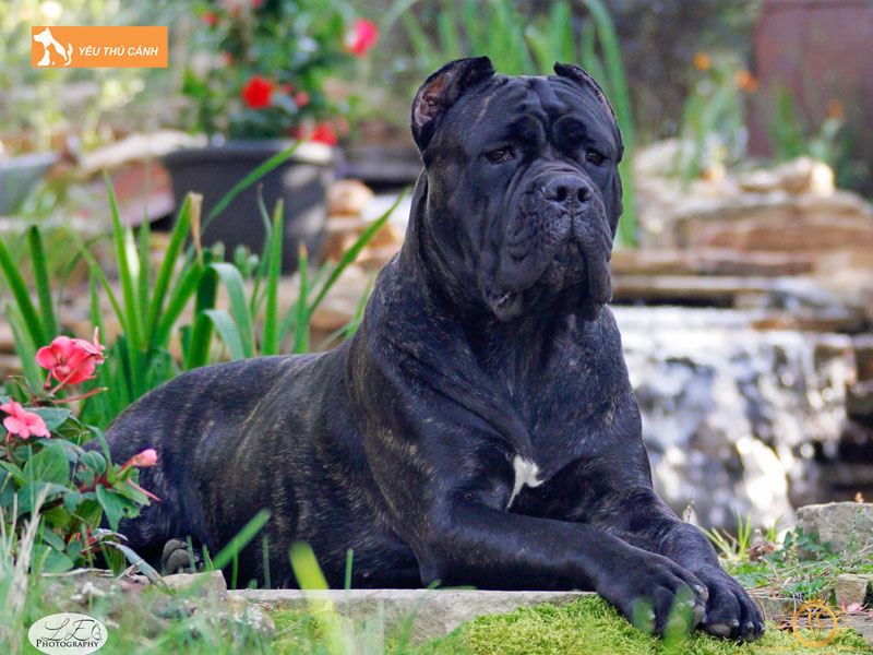 Cach-nuoi-cho-ngao-y-thucanh