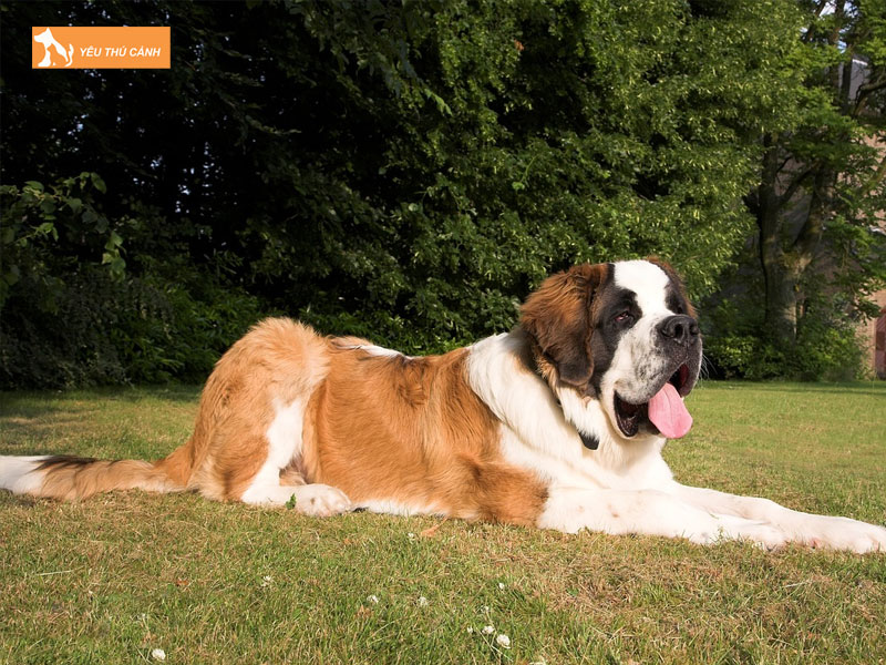Cach-nuoi-cho-saint-bernard-1-thucanh