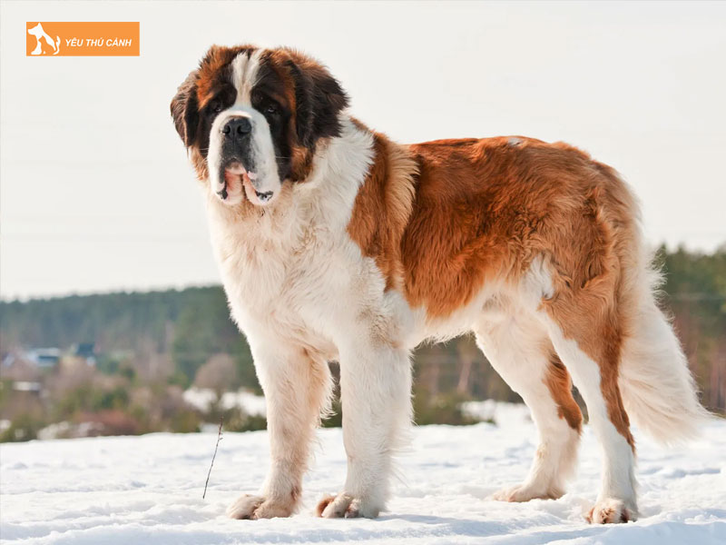 Cach-nuoi-cho-saint-bernard-thucanh