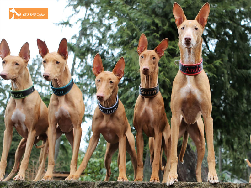 Cach-nuoi-cho-san-pharaoh-thucanh