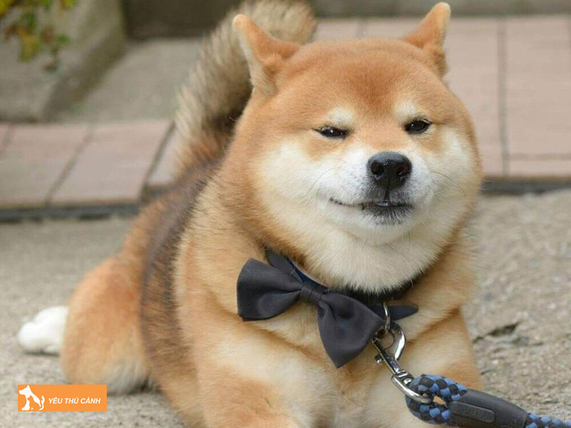 Cach-nuoi-cho-shiba-inu-1-thucanh