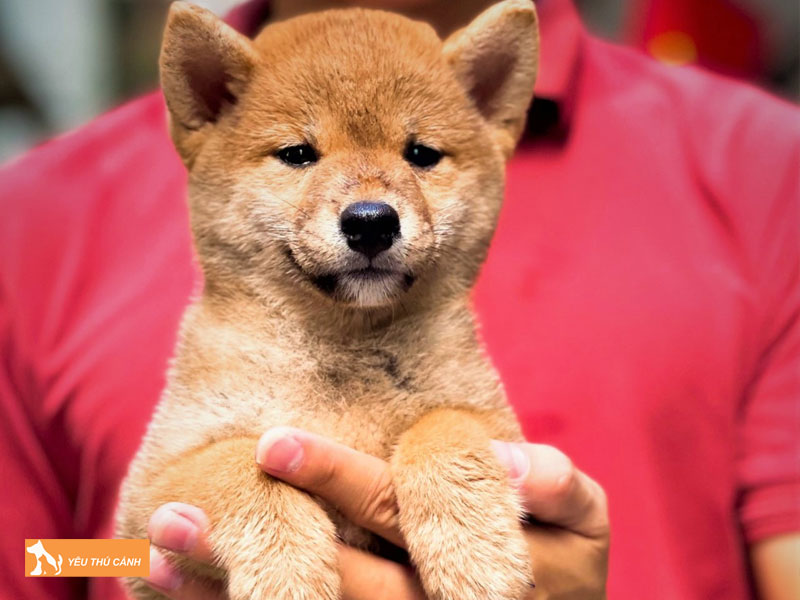 Cach-nuoi-cho-shiba-inu-thucanh