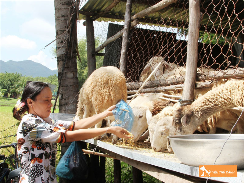 Cach-nuoi-cuu-nang-suat-cao-1-thucanh