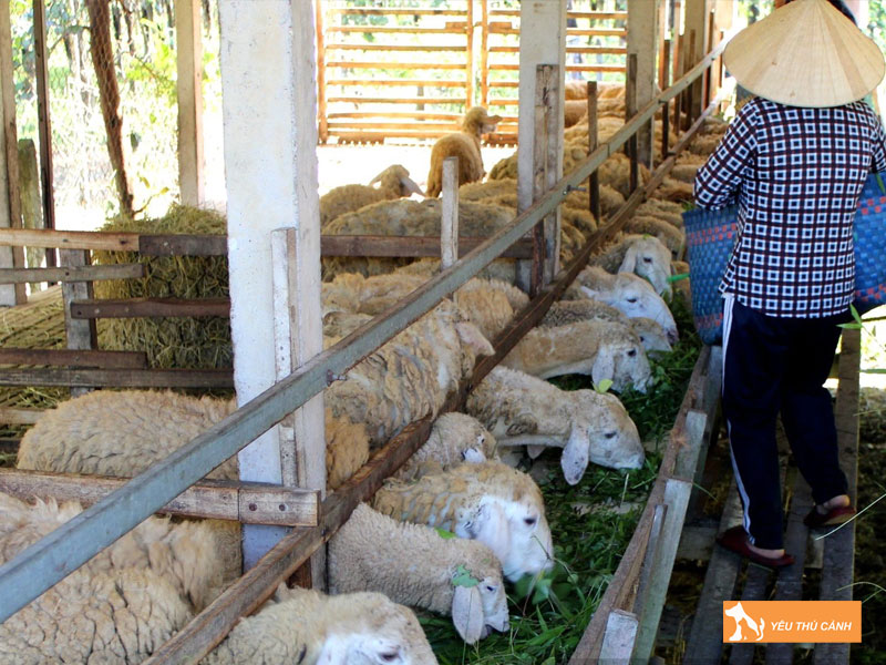 Cach-nuoi-cuu-nang-suat-cao-2-thucanh