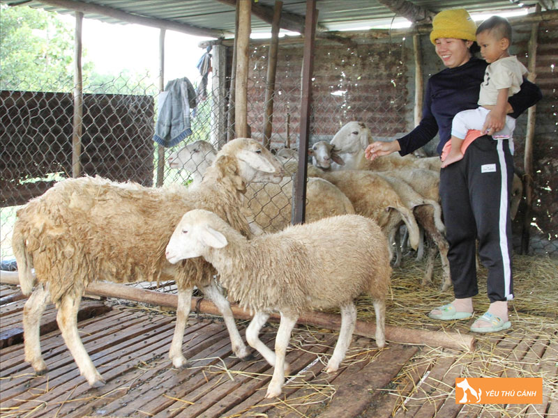 Cach-nuoi-cuu-nang-suat-cao-thucanh