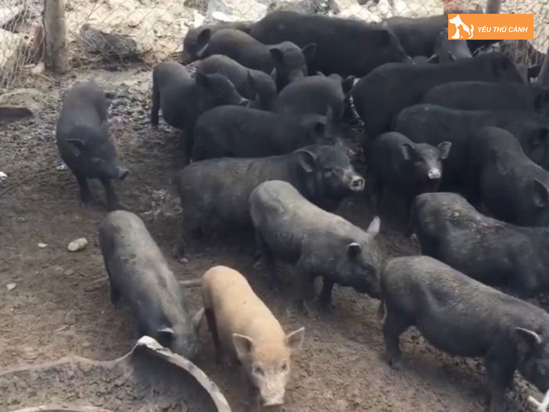 Cach-nuoi-heo-moi-thit-ngon-1-thucanh