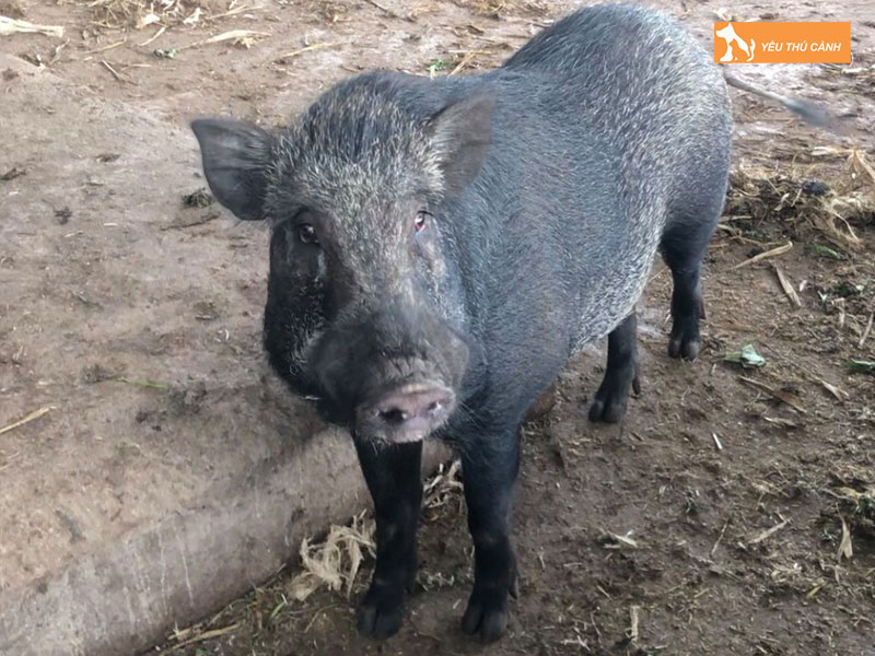 Cach-nuoi-heo-moi-thit-ngon-2-thucanh