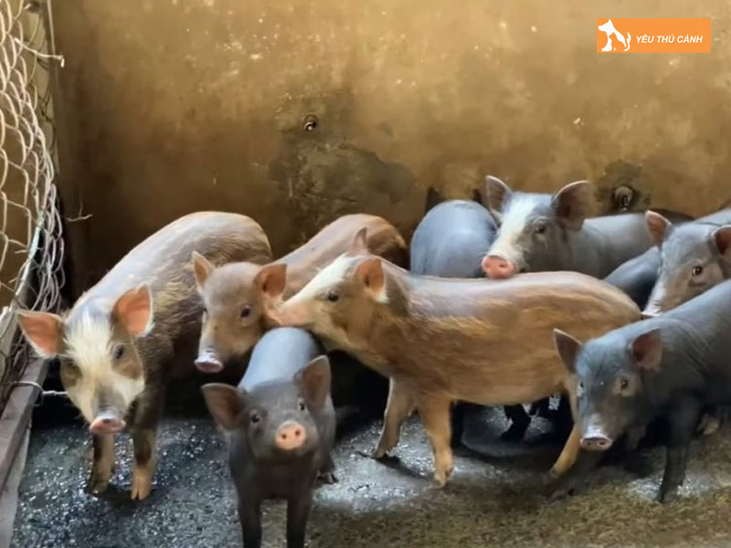Cach-nuoi-heo-moi-thit-ngon-thucanh