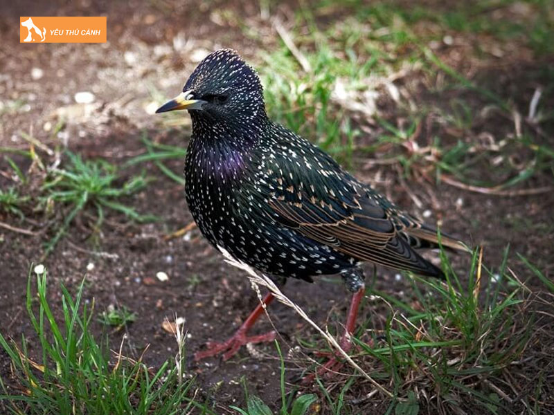 Cach-nuoi-sao-da-xanh-hieu-qua-1-thucanh