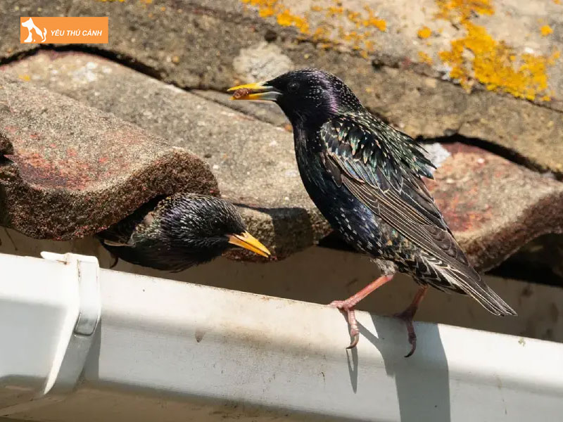 Cach-nuoi-sao-da-xanh-hieu-qua-2-thucanh