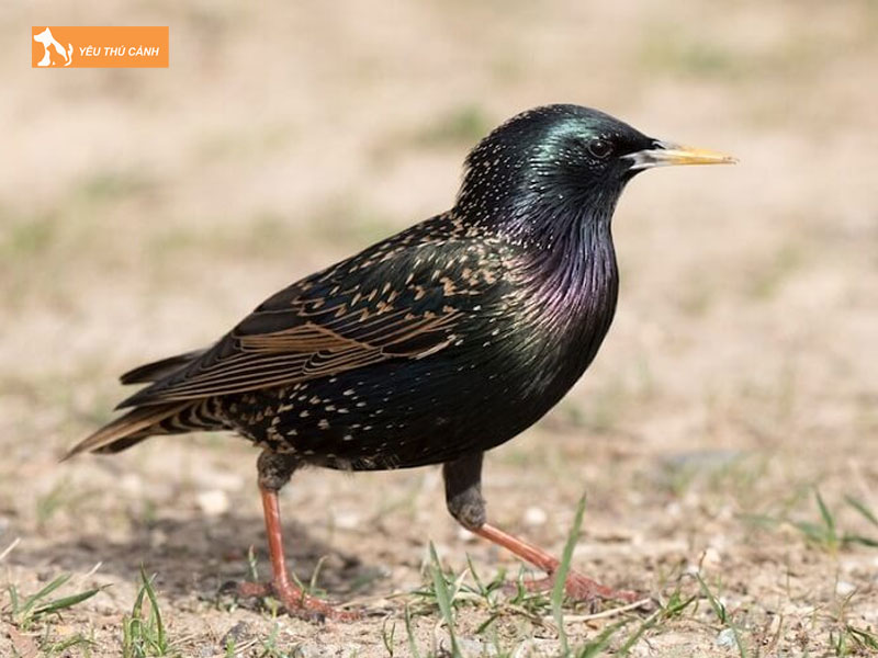 Cach-nuoi-sao-da-xanh-hieu-qua-thucanh