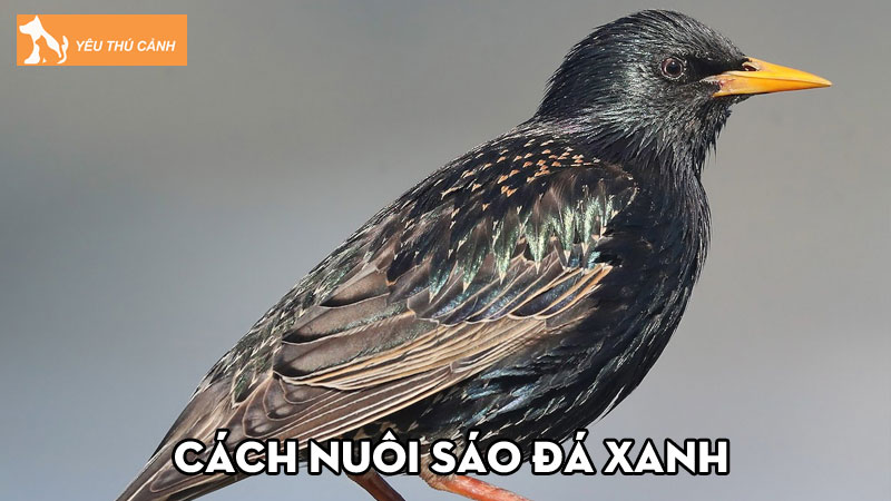 Cách nuôi sáo đá xanh khỏe đẹp, hót hay cực chi tiết