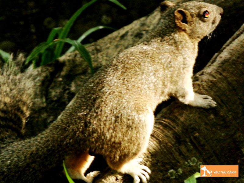 Cach-nuoi-soc-bung-do-khoe-manh-1-thucanh