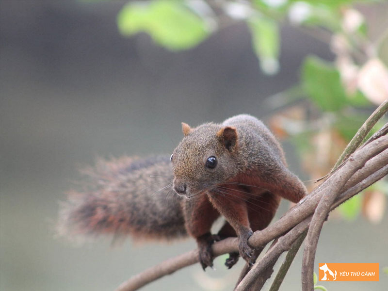 Cach-nuoi-soc-bung-do-khoe-manh-2-thucanh