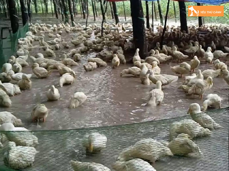 Cach-nuoi-vit-bo-nang-suat-cao-1-thucanh