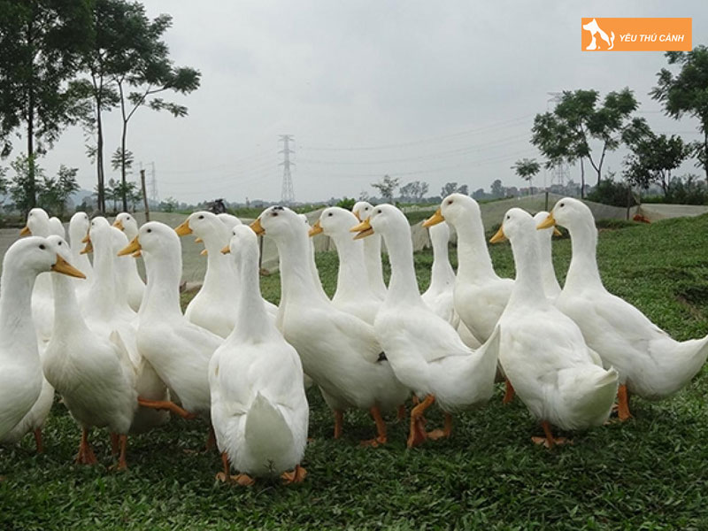 Cach-nuoi-vit-bo-nang-suat-cao-2-thucanh