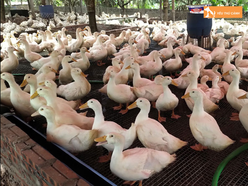 Cach-nuoi-vit-bo-nang-suat-cao-thucanh