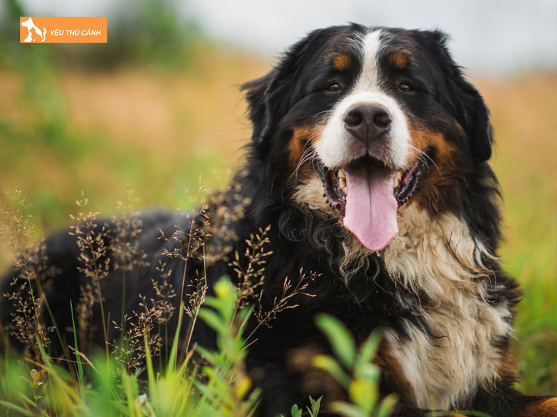 Cho-bern-la-cho-gi-thucanh