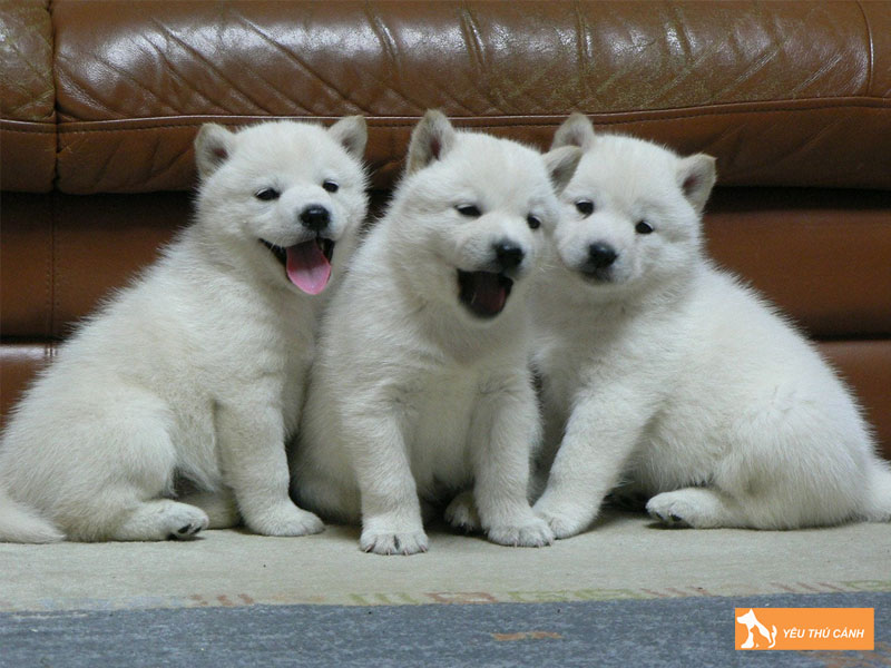 Cho-hokkaido-thucanh