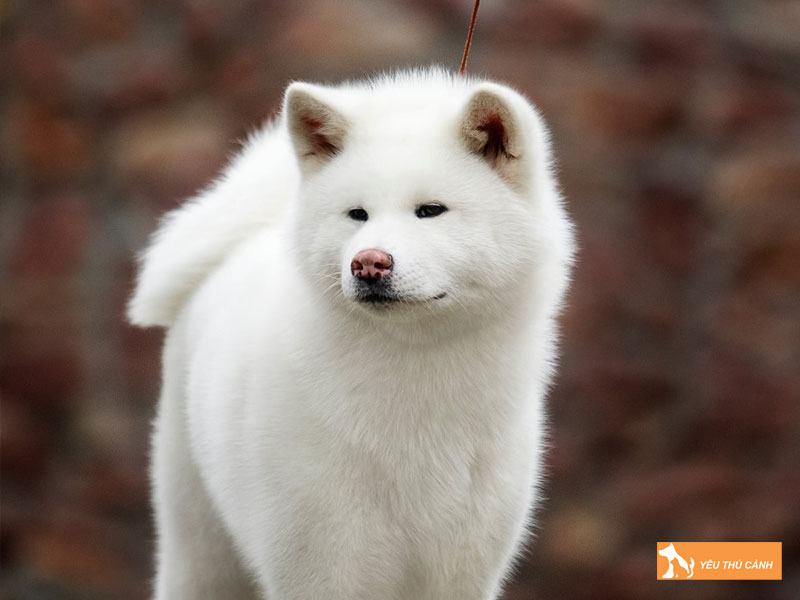 Cho-kishu-giong-cho-nhat-co-xua-thucanh