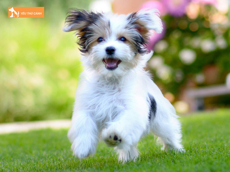 Cho-morkie-la-gi-thucanh