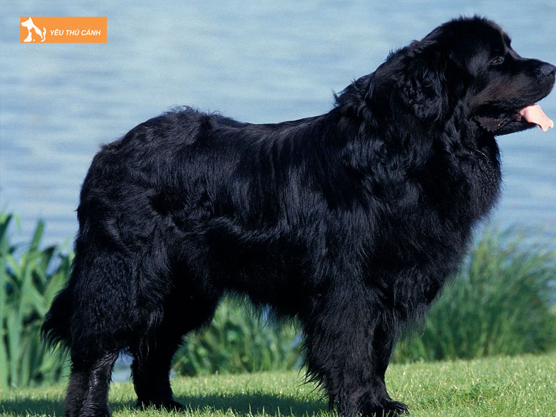 Cho-newfoundland-la-giong-cho-gi-thucanh