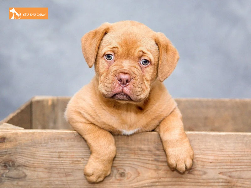 Cho-ngao-phap-la-giong-cho-gi-thucanh