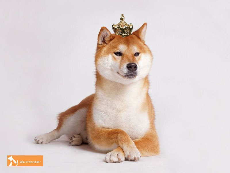 Cho-shiba-inu-la-giong-cho-gi-thucanh