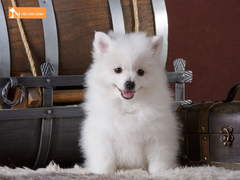 Cho-volpino-la-gi-thucanh