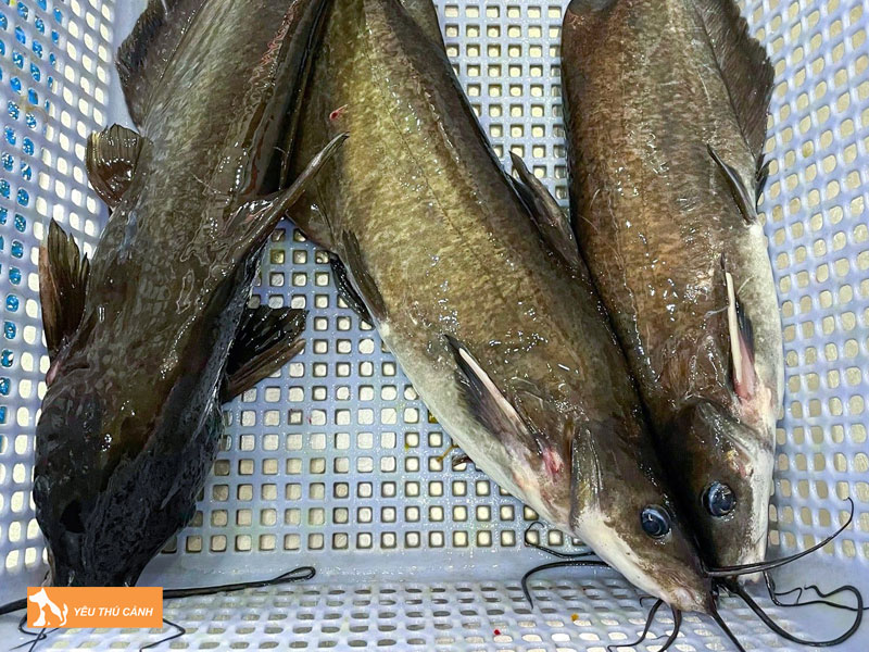 Dac-diem-cua-ca-nganh-thucanh