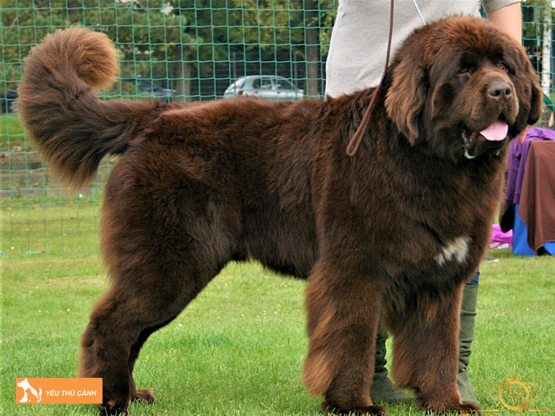 Dac-diem-cua-cho-newfoundland-thucanh