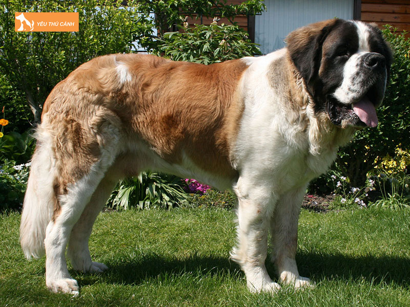 Dac-diem-cua-cho-saint-bernard-thucanh