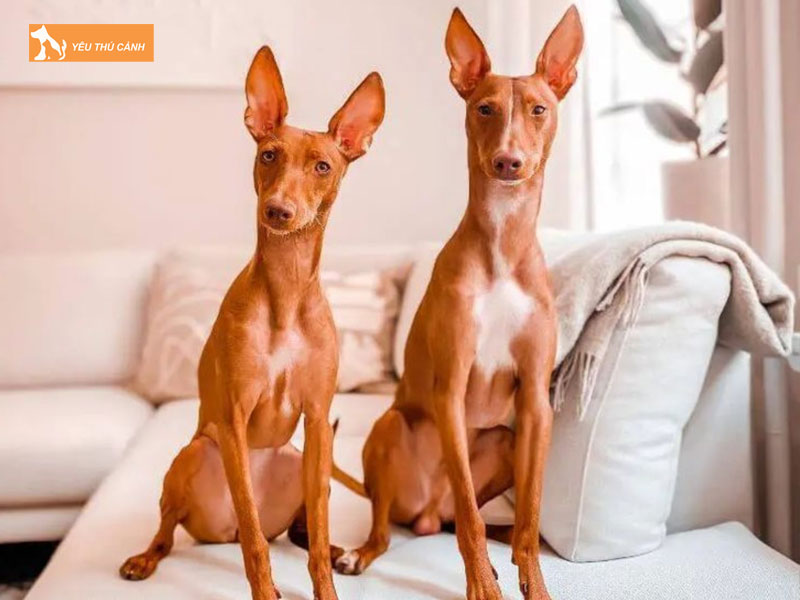 Dac-diem-cua-cho-san-pharaoh-thucanh