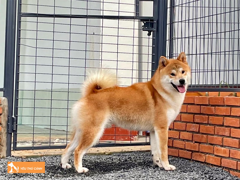 Dac-diem-cua-cho-shiba-thucanh