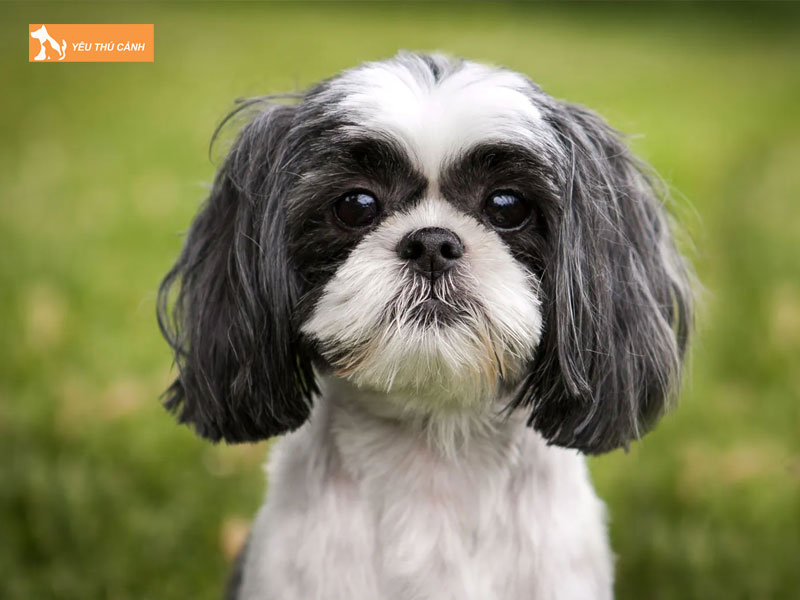 Dac-diem-cua-cho-shih-tzu-thucanh