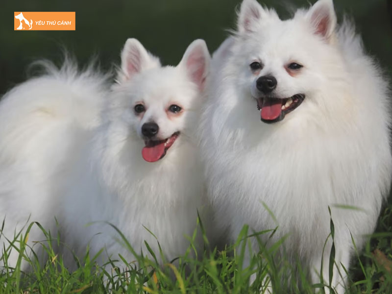 Dac-diem-cua-cho-volpino-thucanh