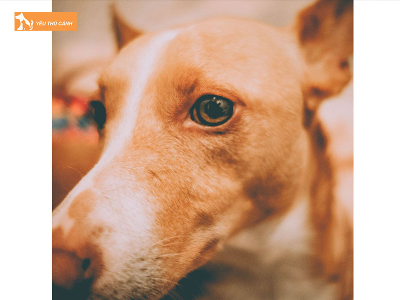 Dac-diem-cua-dong-cho-san-andalusia-thucanh