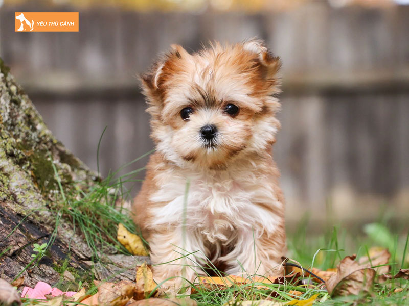 Dac-diem-cua-giong-cho-morkie-thucanh