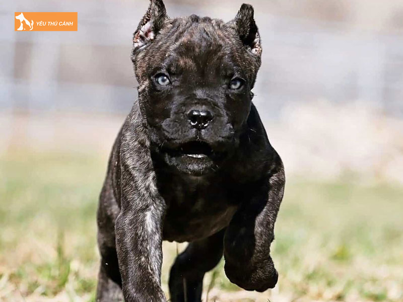 Dac-diem-cua-giong-cho-ngao-y-cane-corso-thucanh