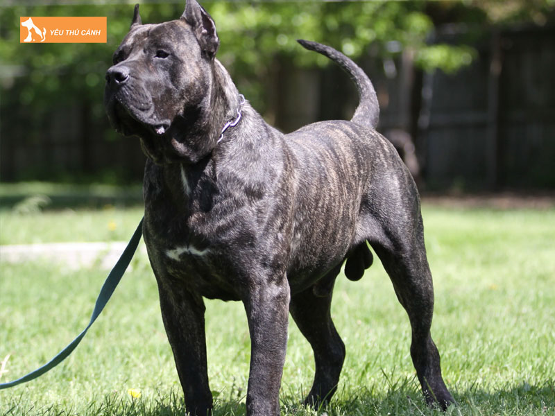 Dac-diem-cua-giong-cho-presa-canario-thucanh