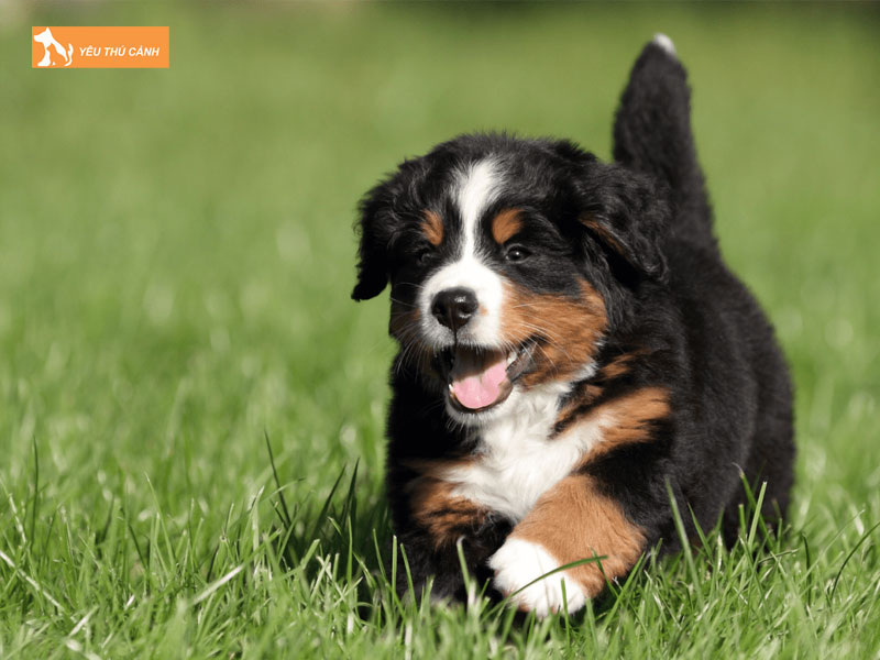 Dac-diem-giong-cho-bern-thucanh