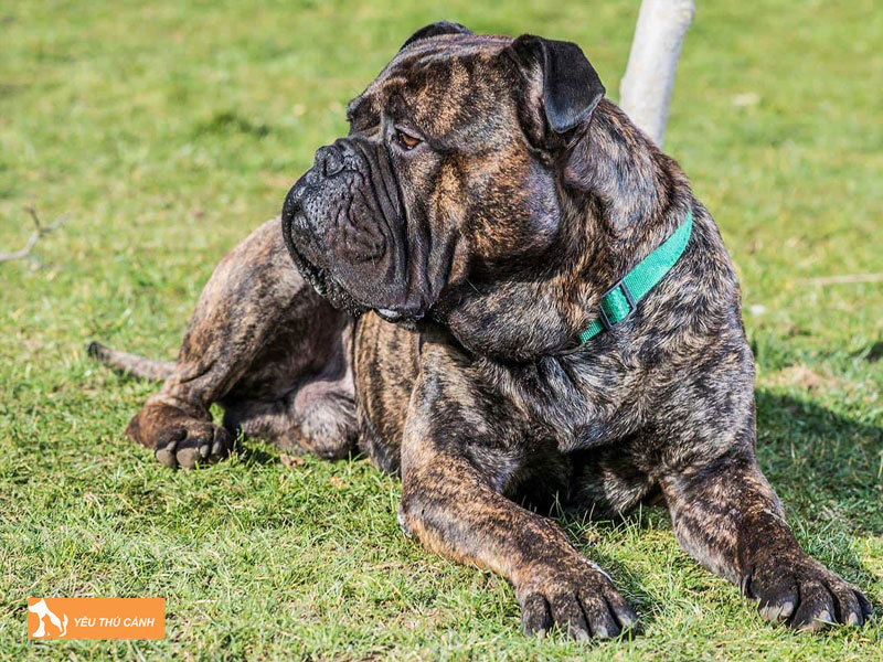 Dac-diem-ve-giong-cho-ngao-bo-bullmastiff-thucanh