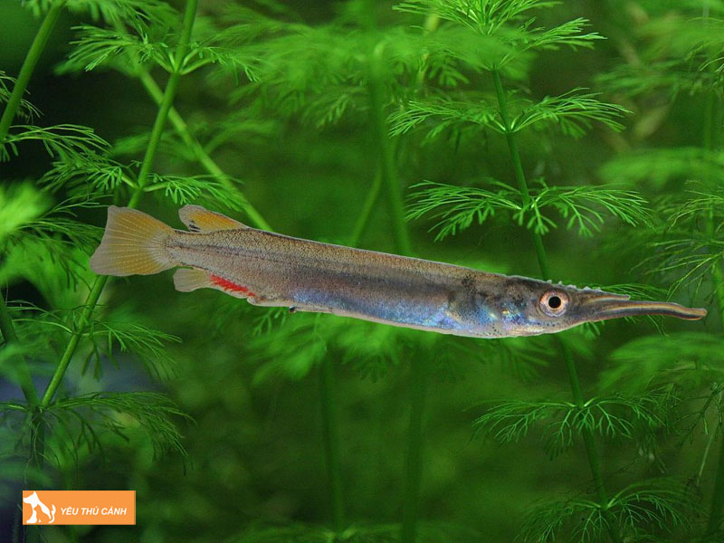 Dac-tinh-sinh-hoc-cua-ca-lim-kim-thucanh