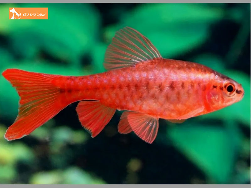 Doi-net-ve-ca-anh-dao-thucanh