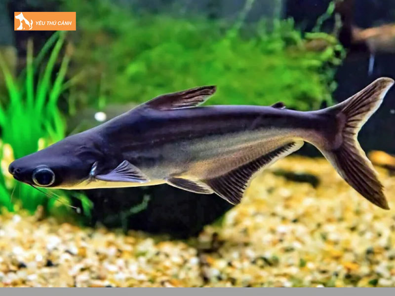 Doi-net-ve-ca-thanh-cat-tu-han-thucanh